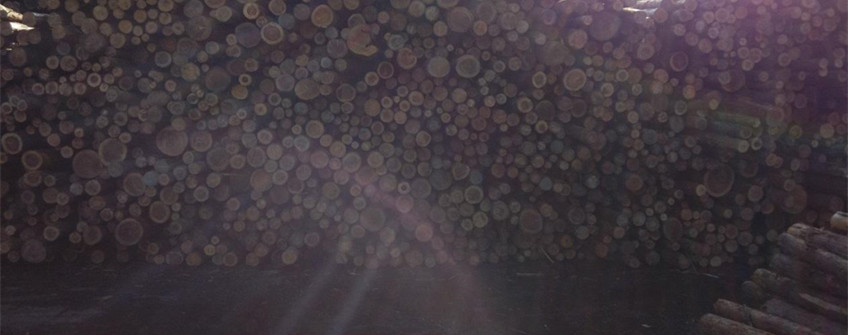 防城港清关：日本柳杉木原木进口清关解决规划